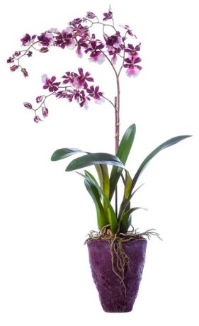 Орхидея Онцидиум бургундия 68 см в керамическом кашпо 